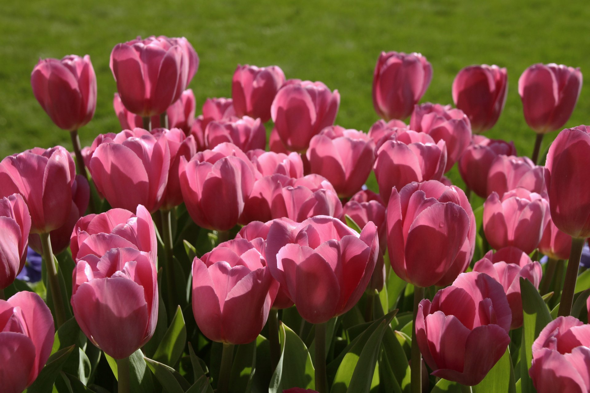 tulips buds pink