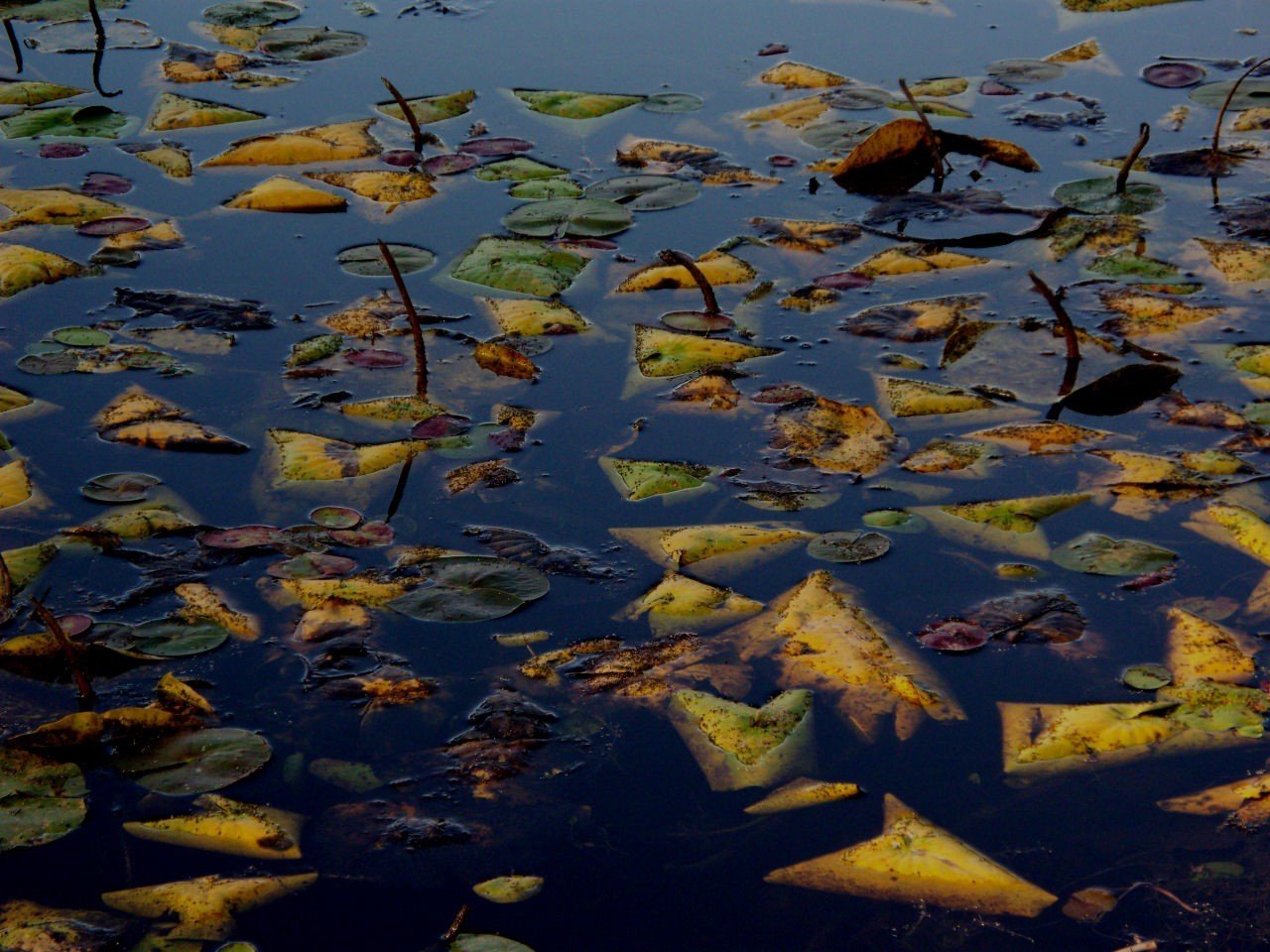 autunno foglie acqua lago superficie liscia annegato