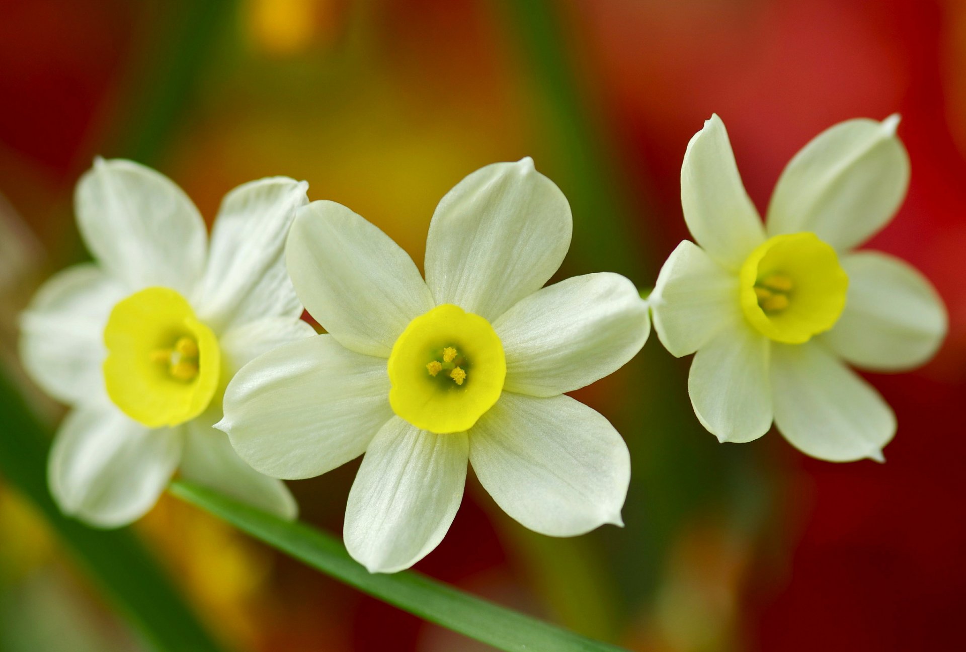 jonquilles trio gros plan