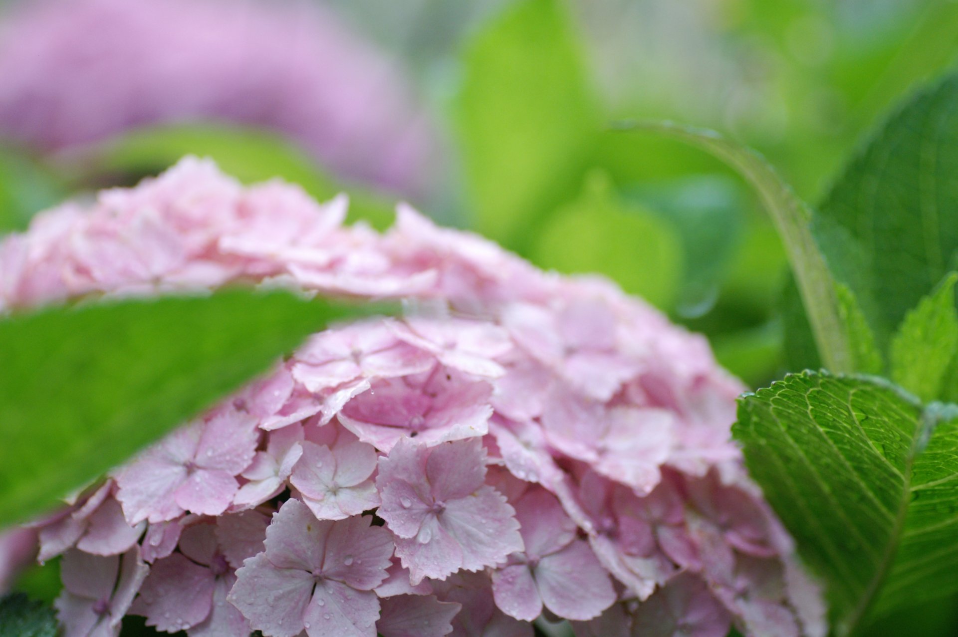 hydrangea leaves pink inflorescence