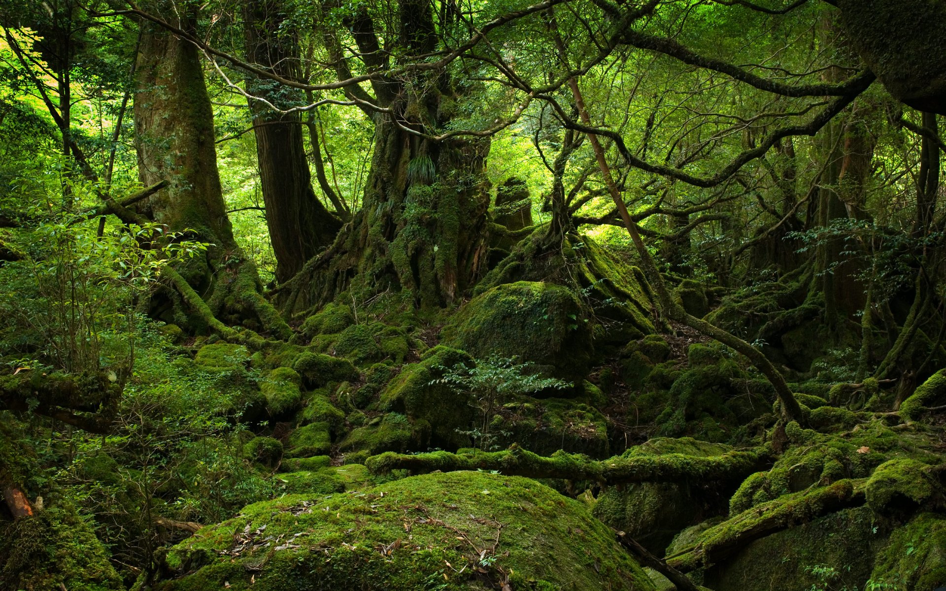 paesaggio verde muschio