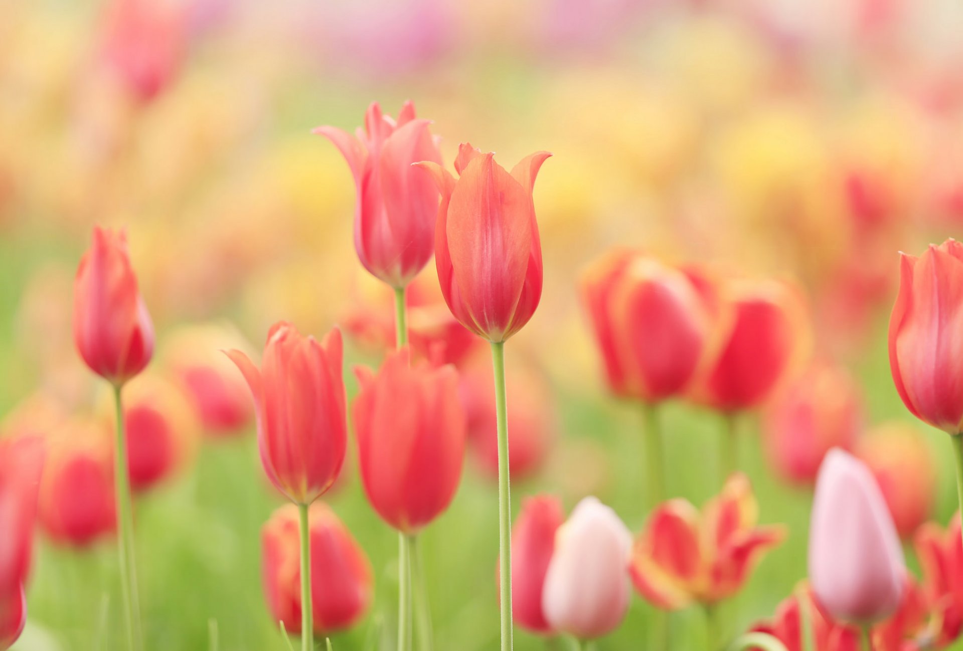 tulpen feld wiese blütenblätter natur