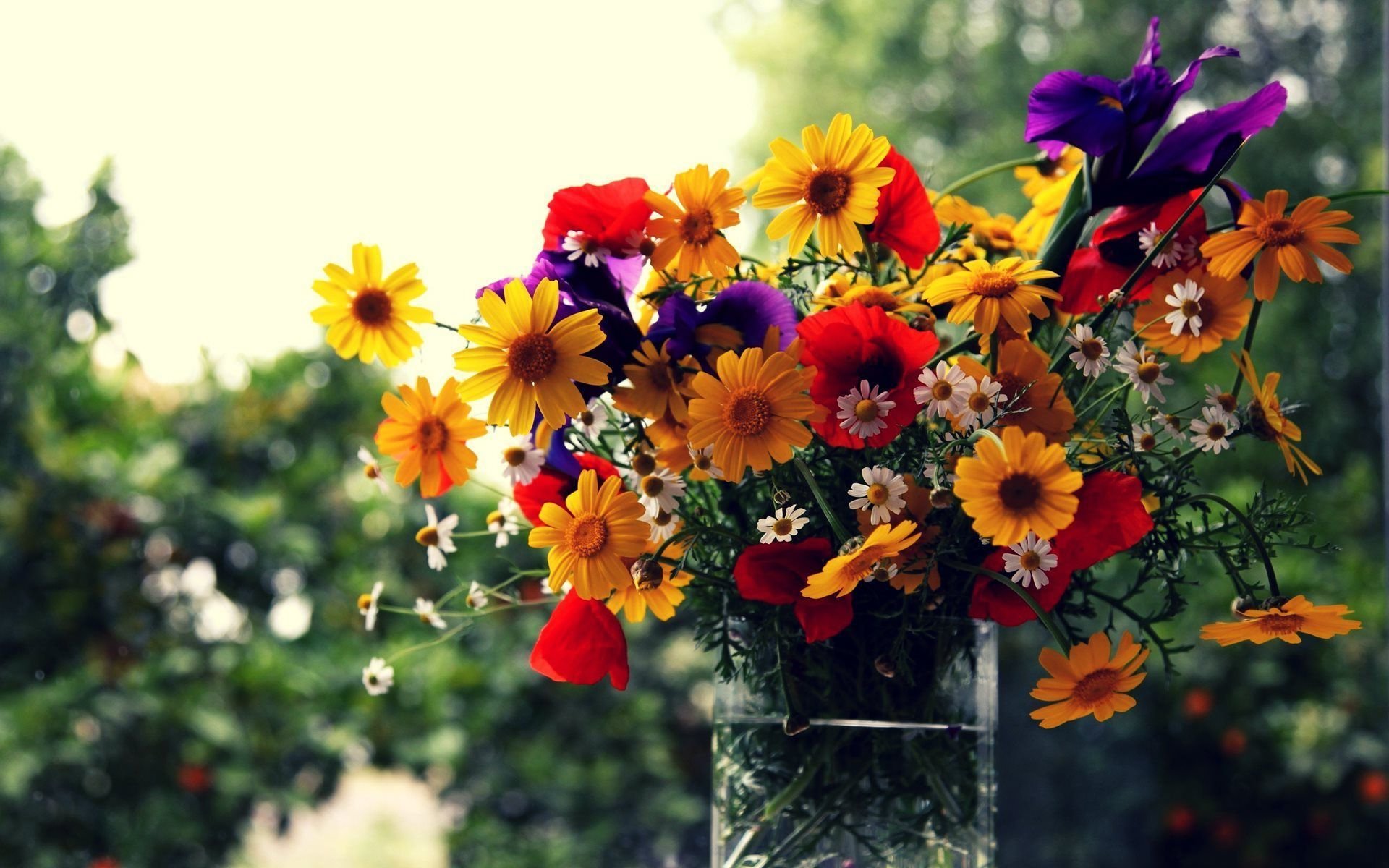 fenster vase blumen blumenstrauß bokeh