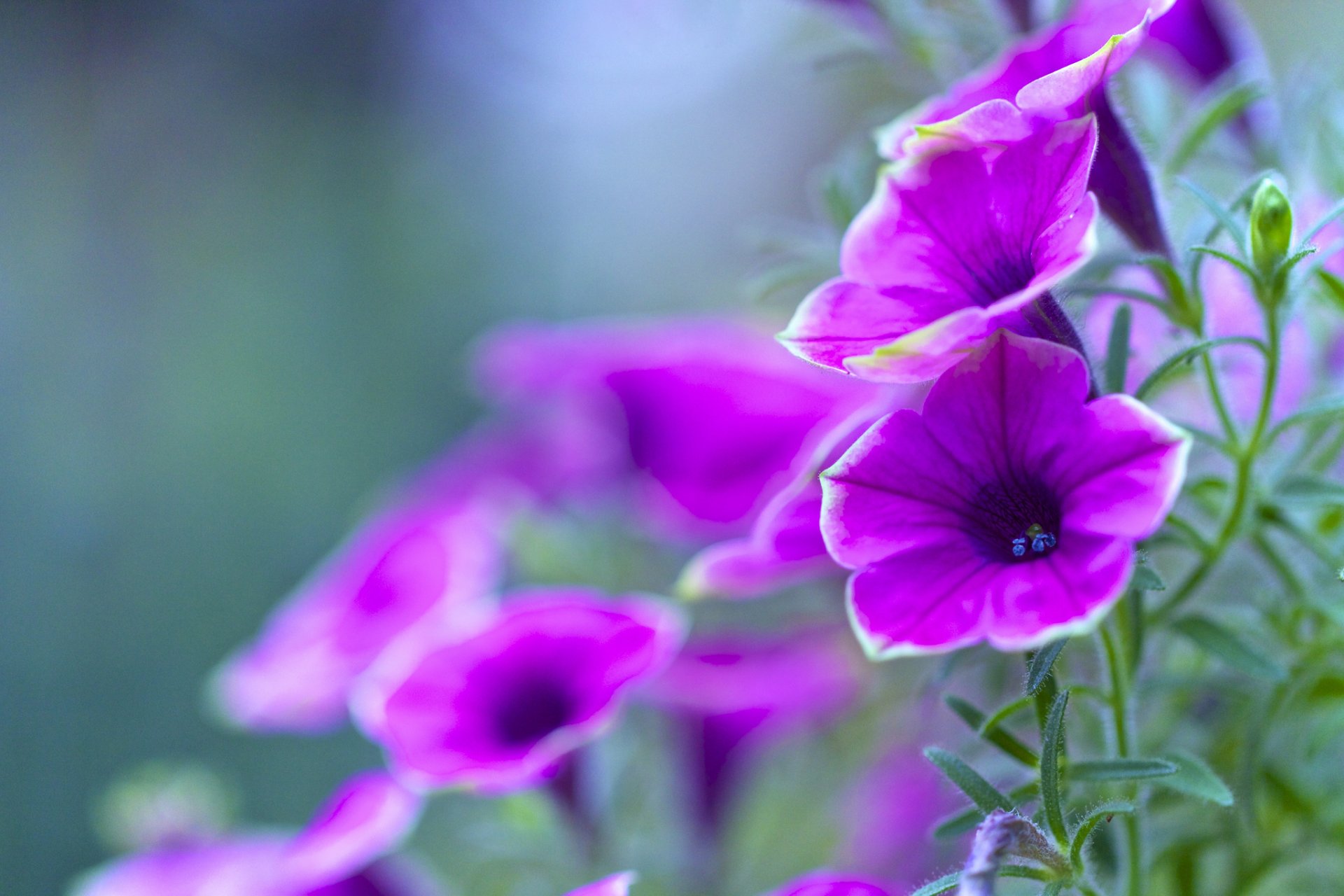 petunia płatki liście ogród kwietnik natura