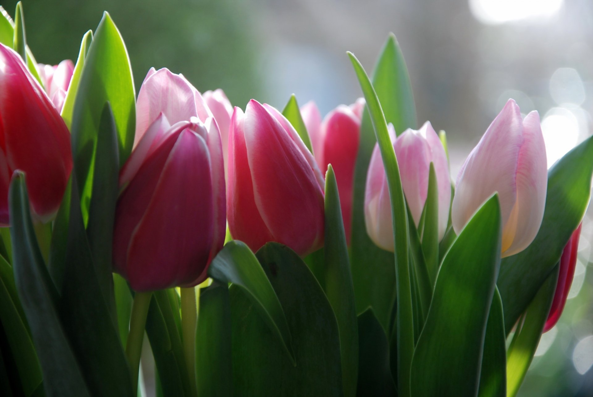 fleurs tulipes fond