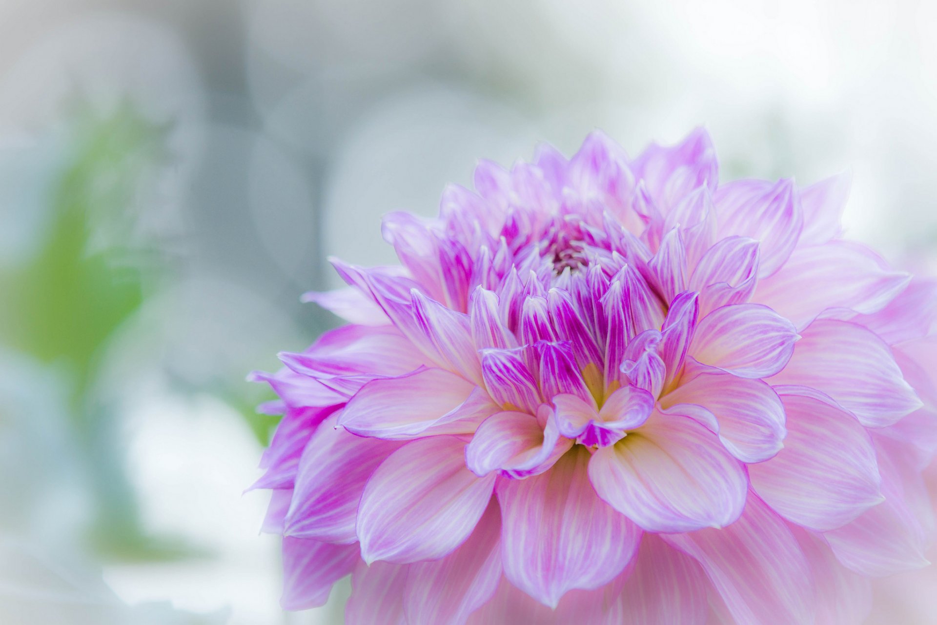 dahlie blütenblätter sommer hintergrund