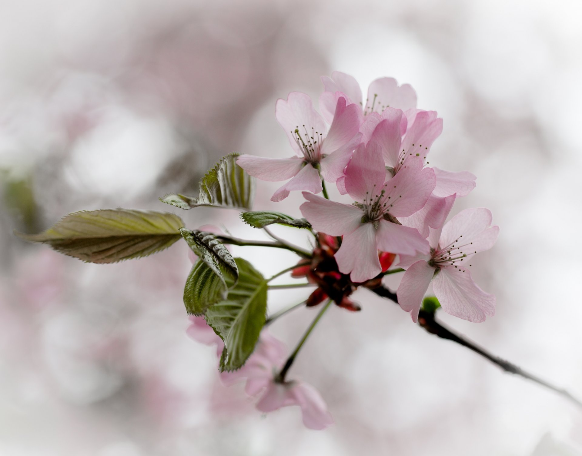 zweig blätter blumen rosa kirsche blüte frühling