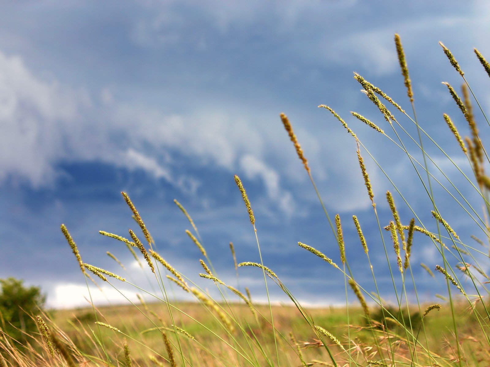 clouds trova meadow