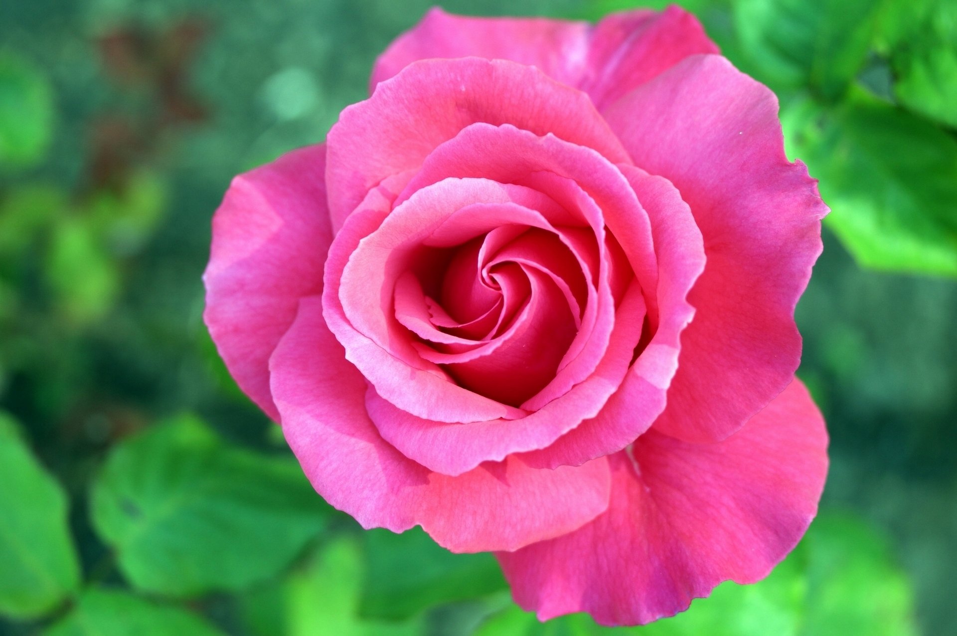 rose knospe makro