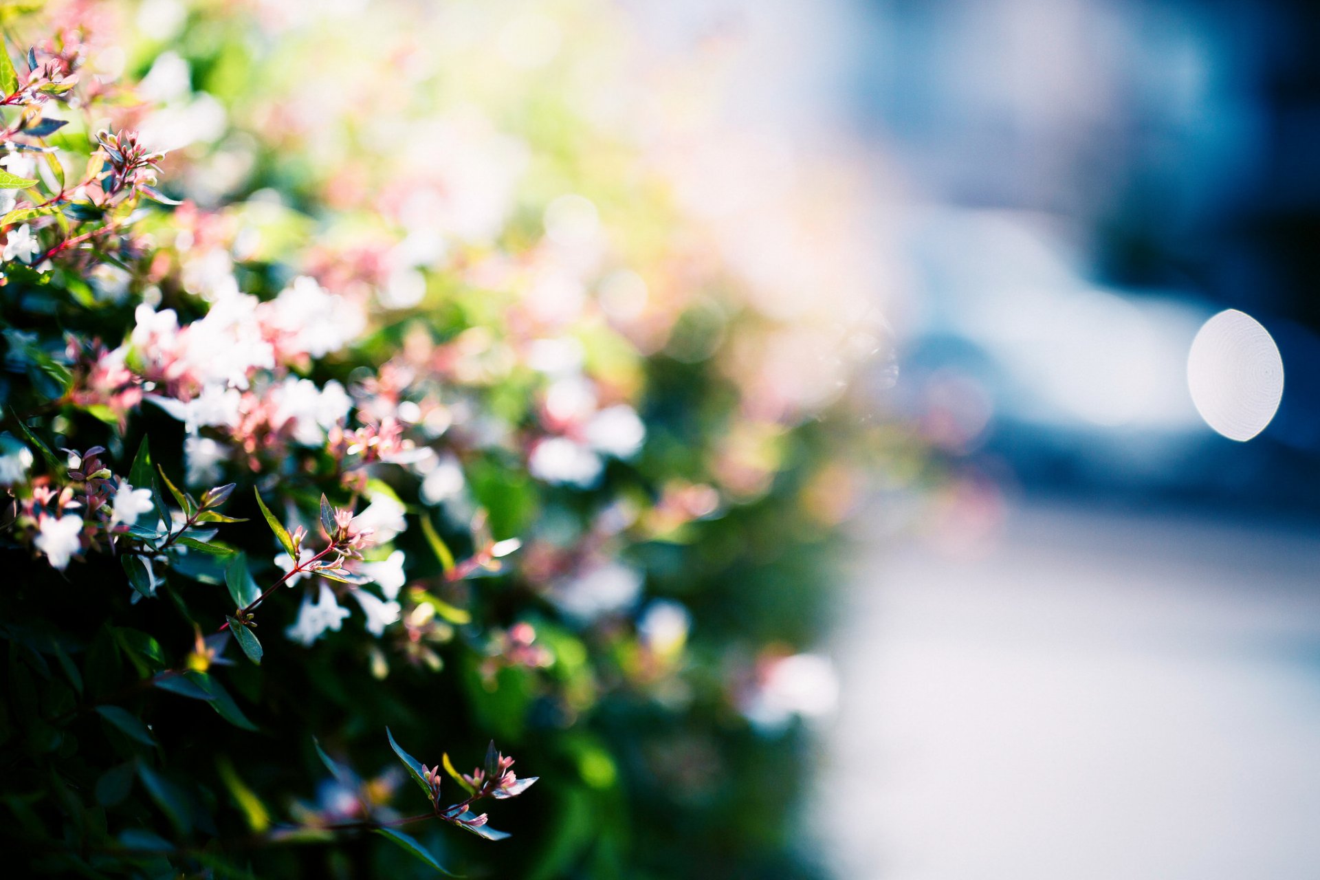 abelia fleurs buissons lumière rue bokeh flou