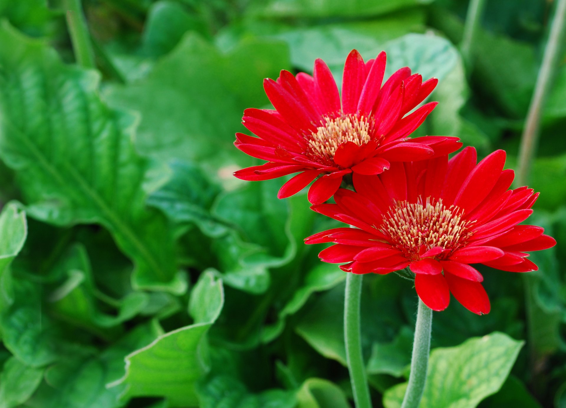 gerberas rojo pétalos fondo verde