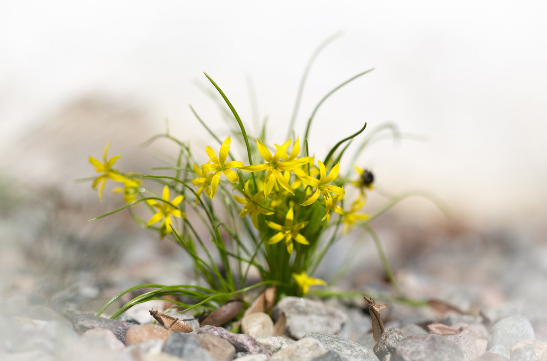 piedras hojas flores amarillo primavera