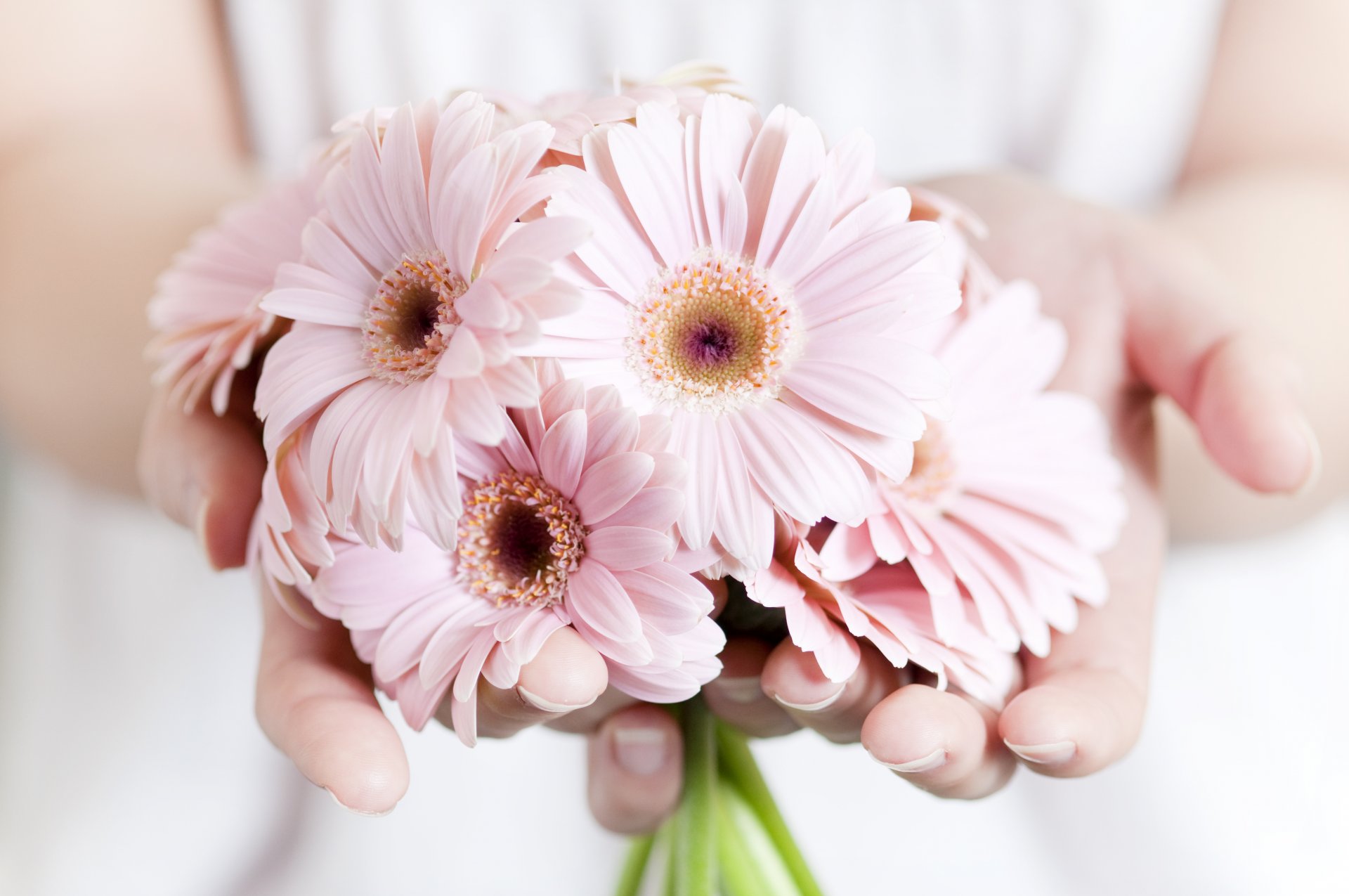 plants pink hands flower