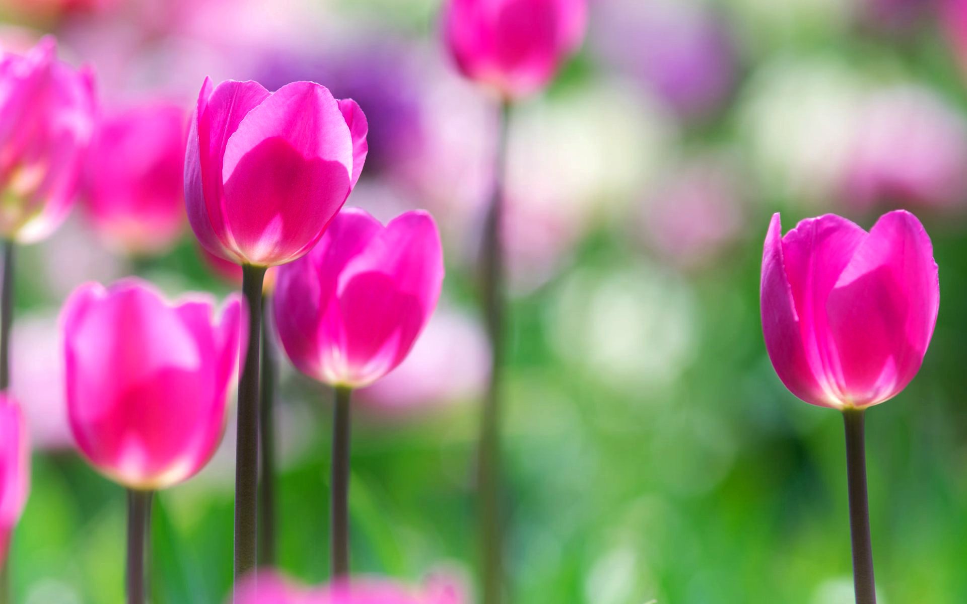 fiori fiorellino fiore tulipani campo verde sfocatura bokeh sfondo carta da parati widescreen schermo intero widescreen