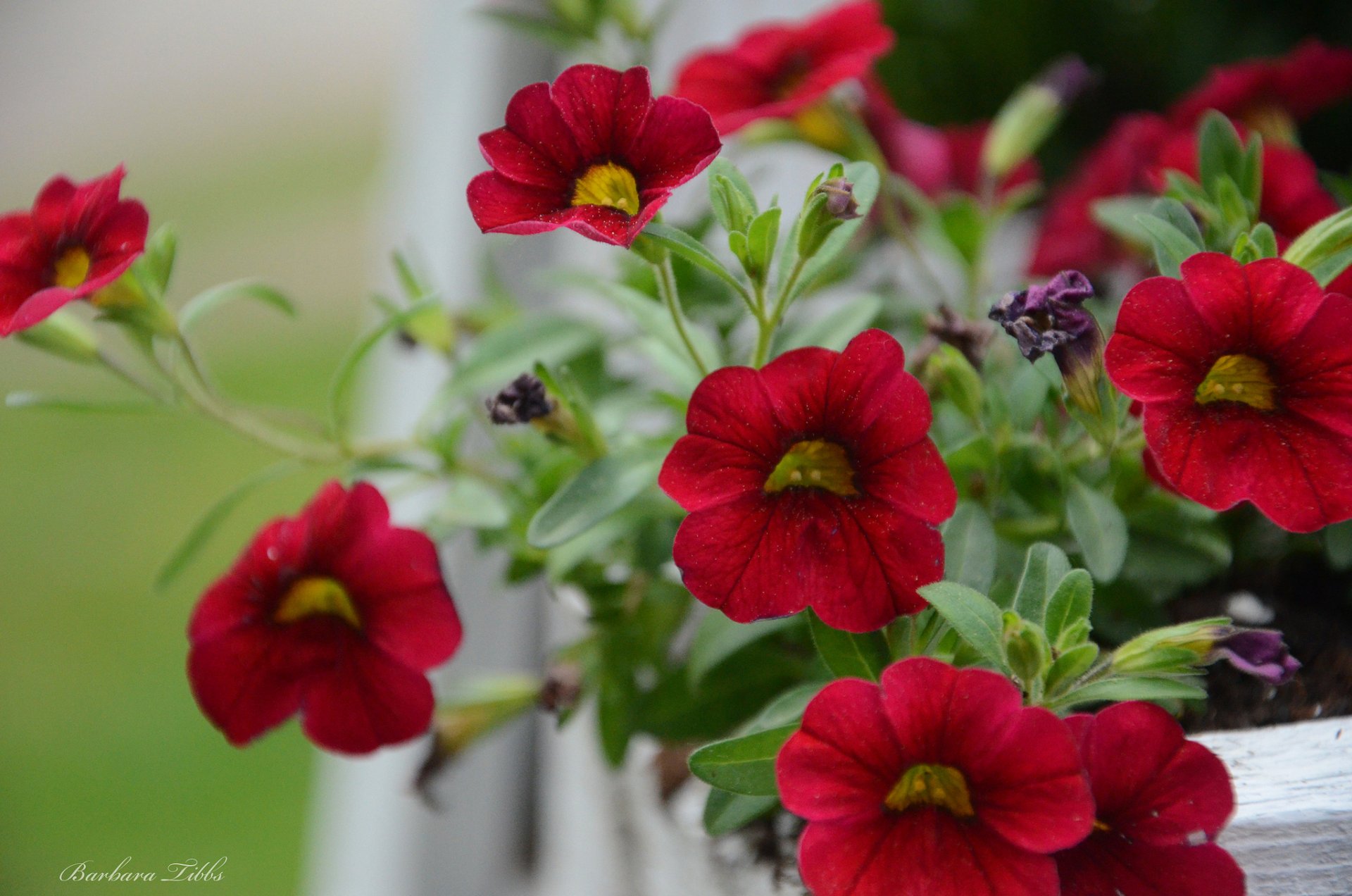 petunia rojo macro