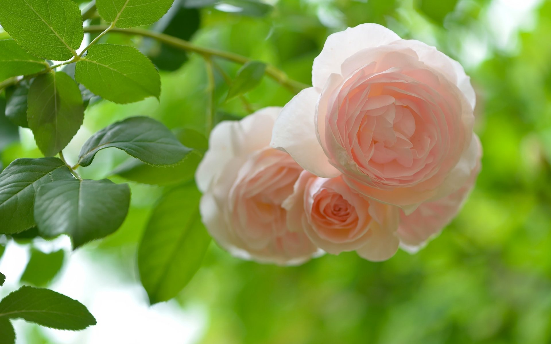 roses feuilles gros plan