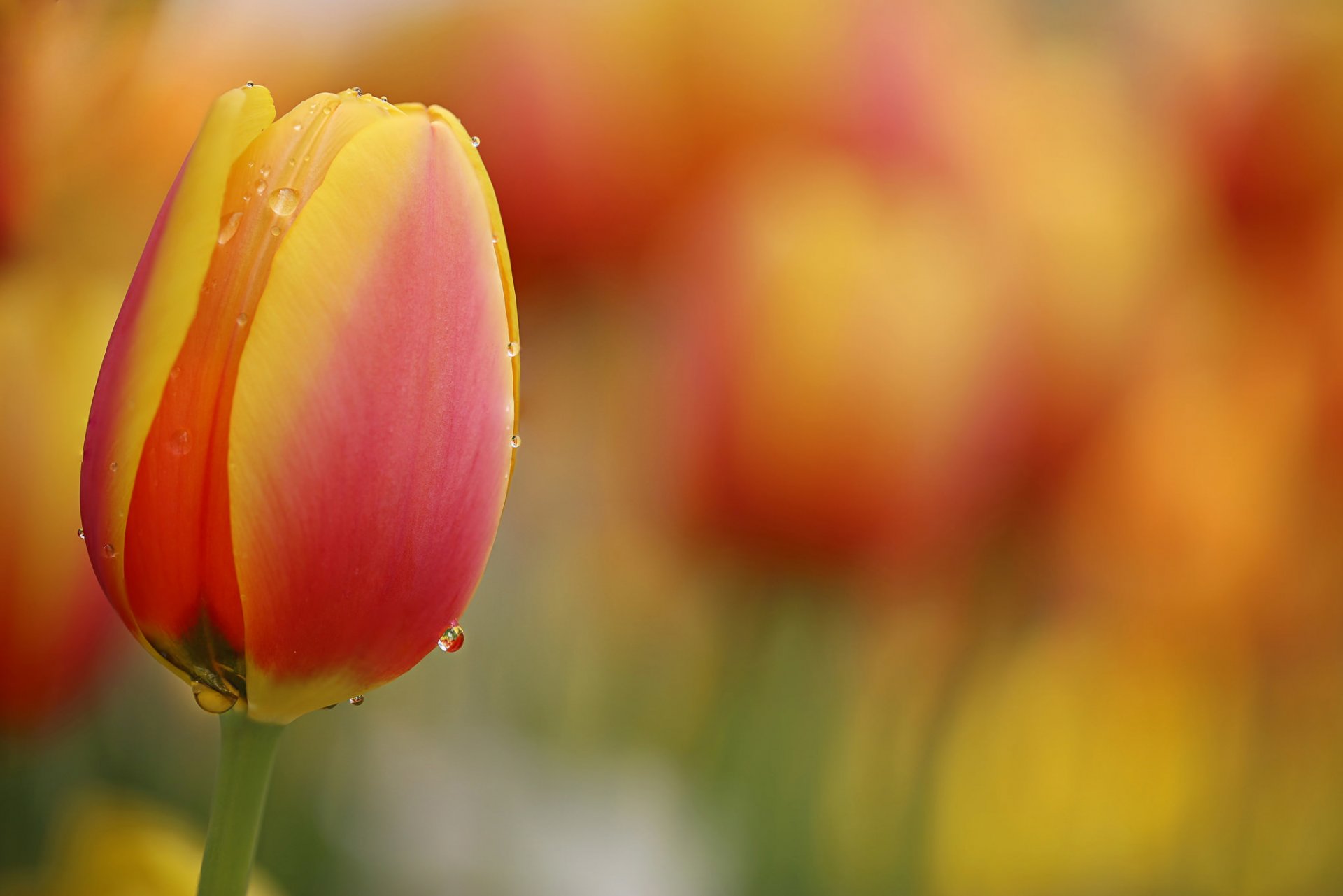 li feng flower nature drops water tender orange tulips tulips meadow hd