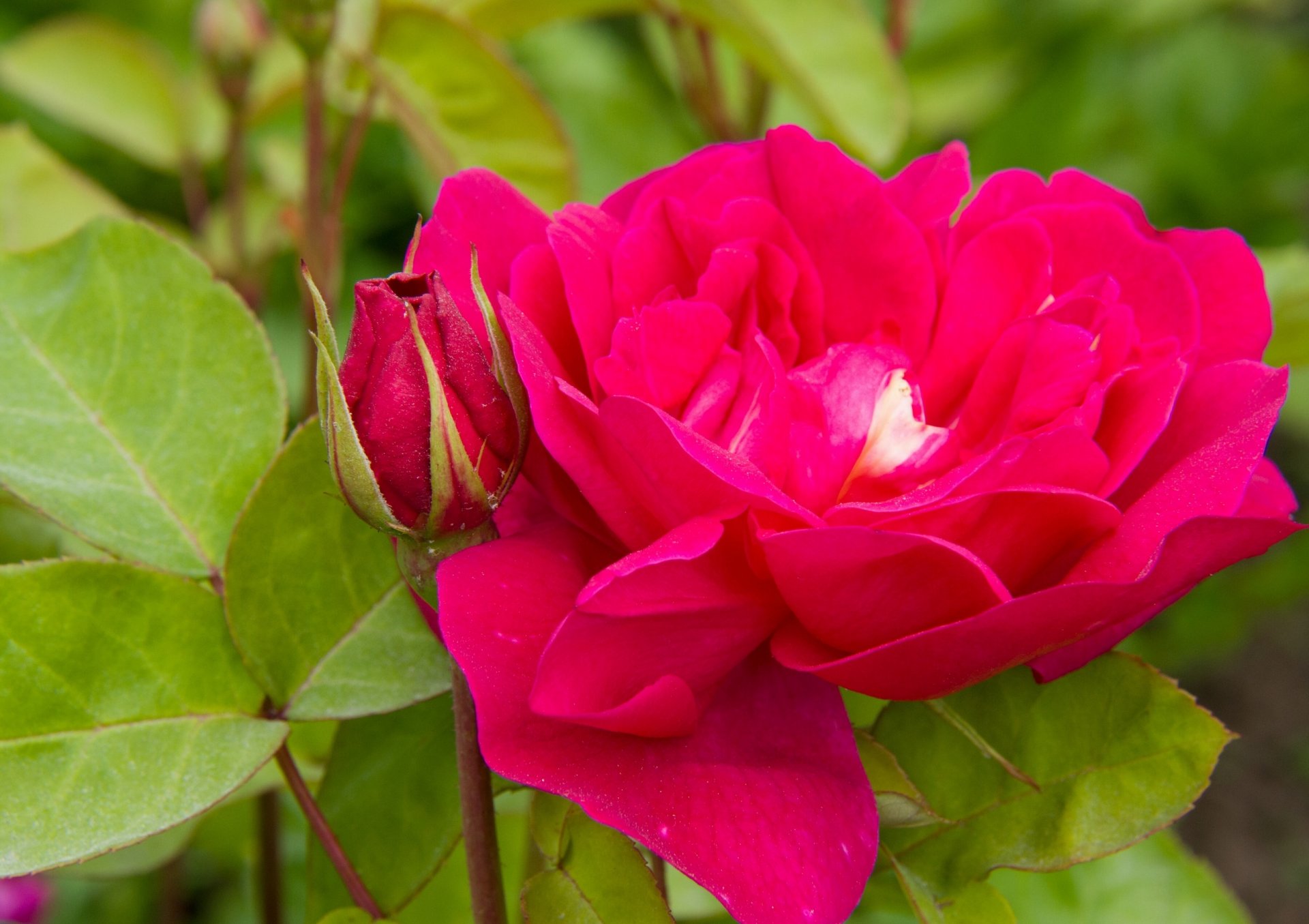 rose bud petals leaves close up