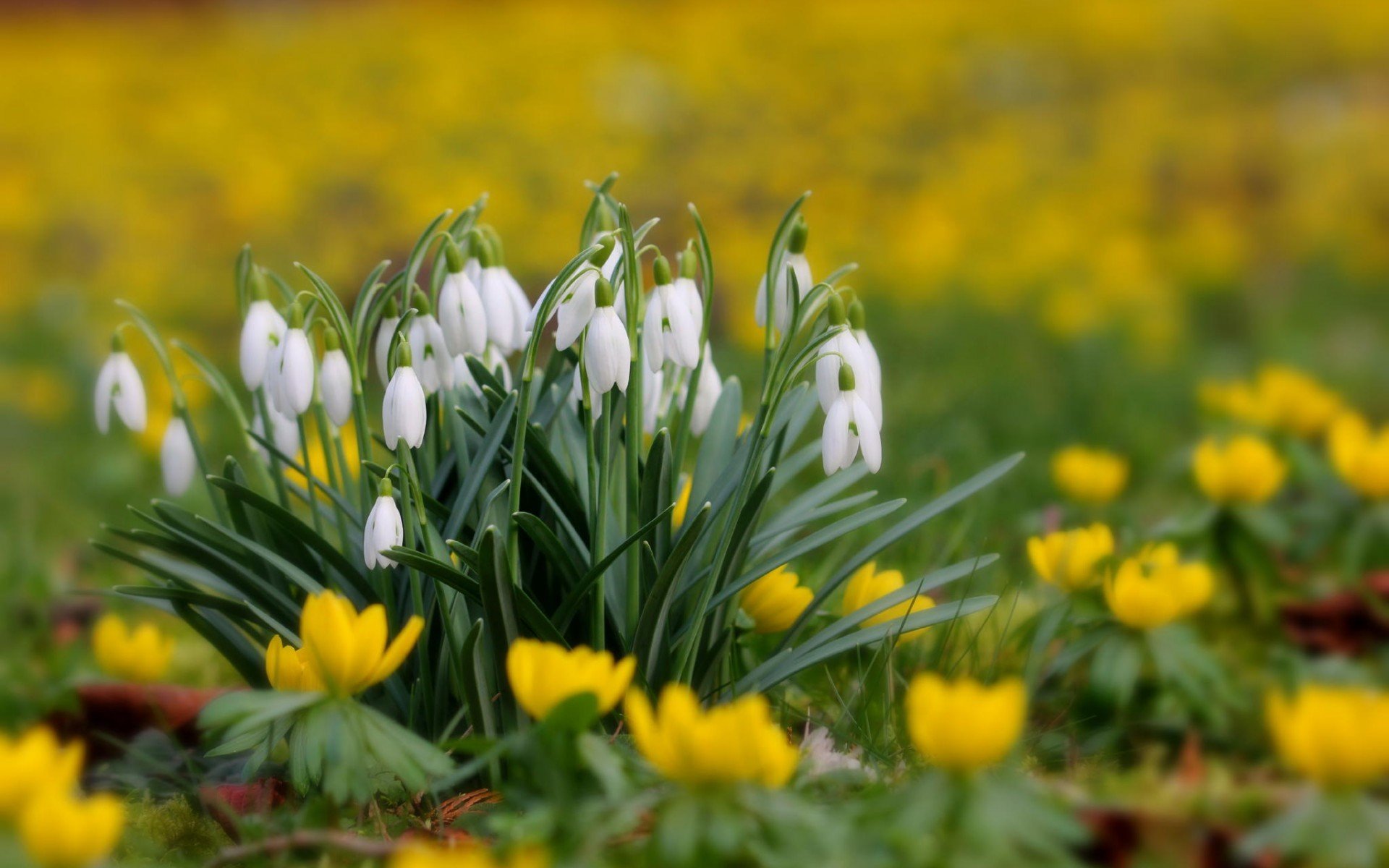 lichtung rasen grüns gras schneeglöckchen makro stiel blütenblätter weiß natur