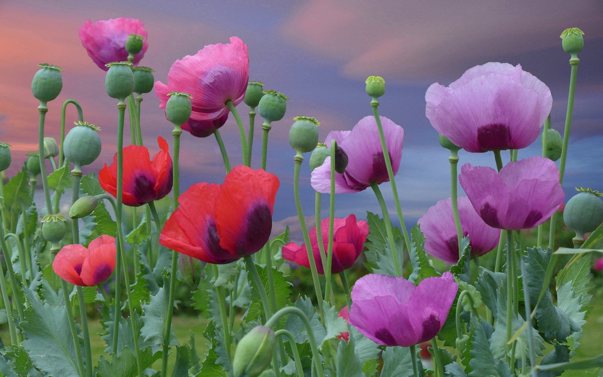 flores amapolas rosa rojo floración rosa floración