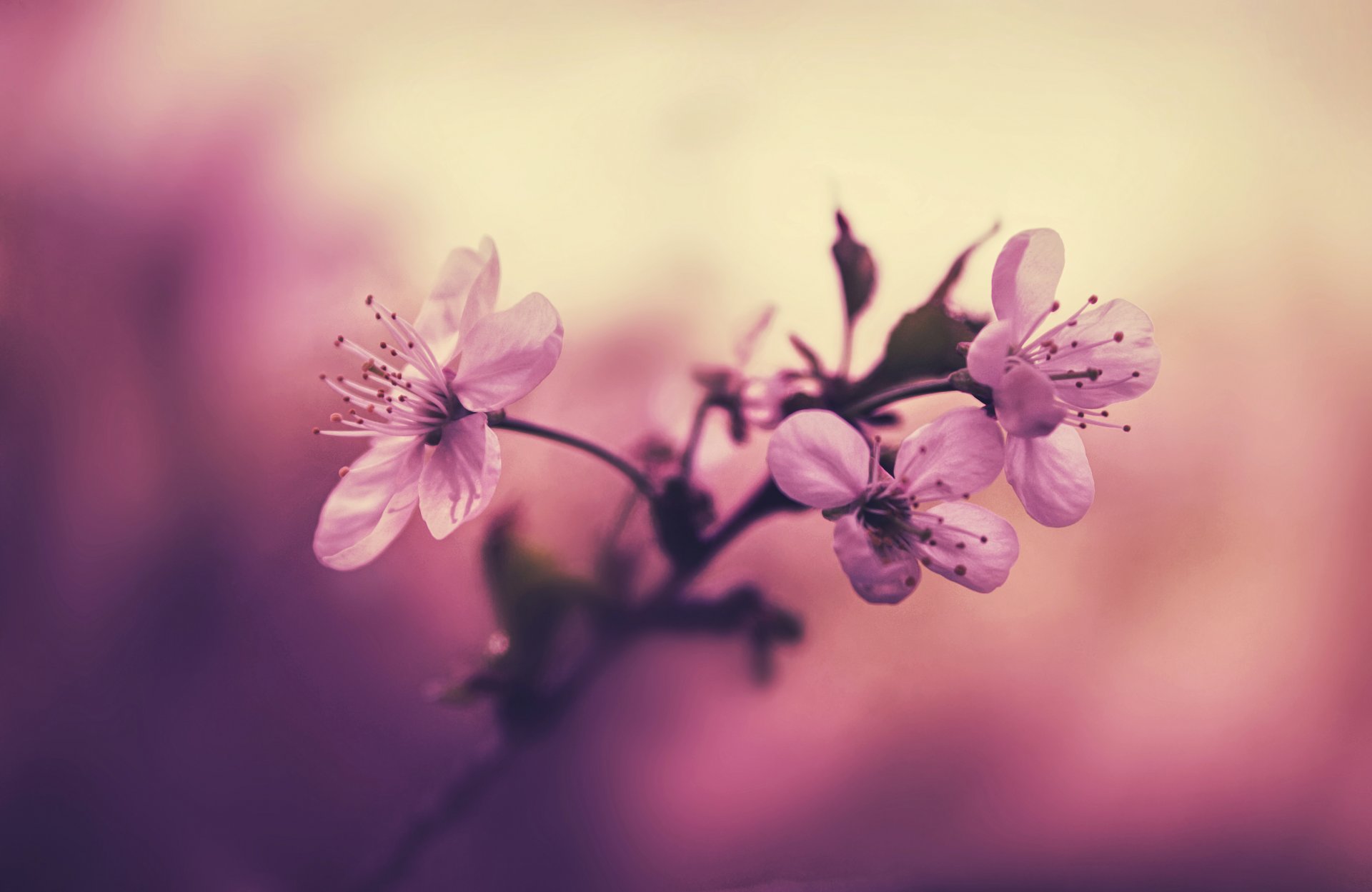 cherry branch flower petals pink stamens background