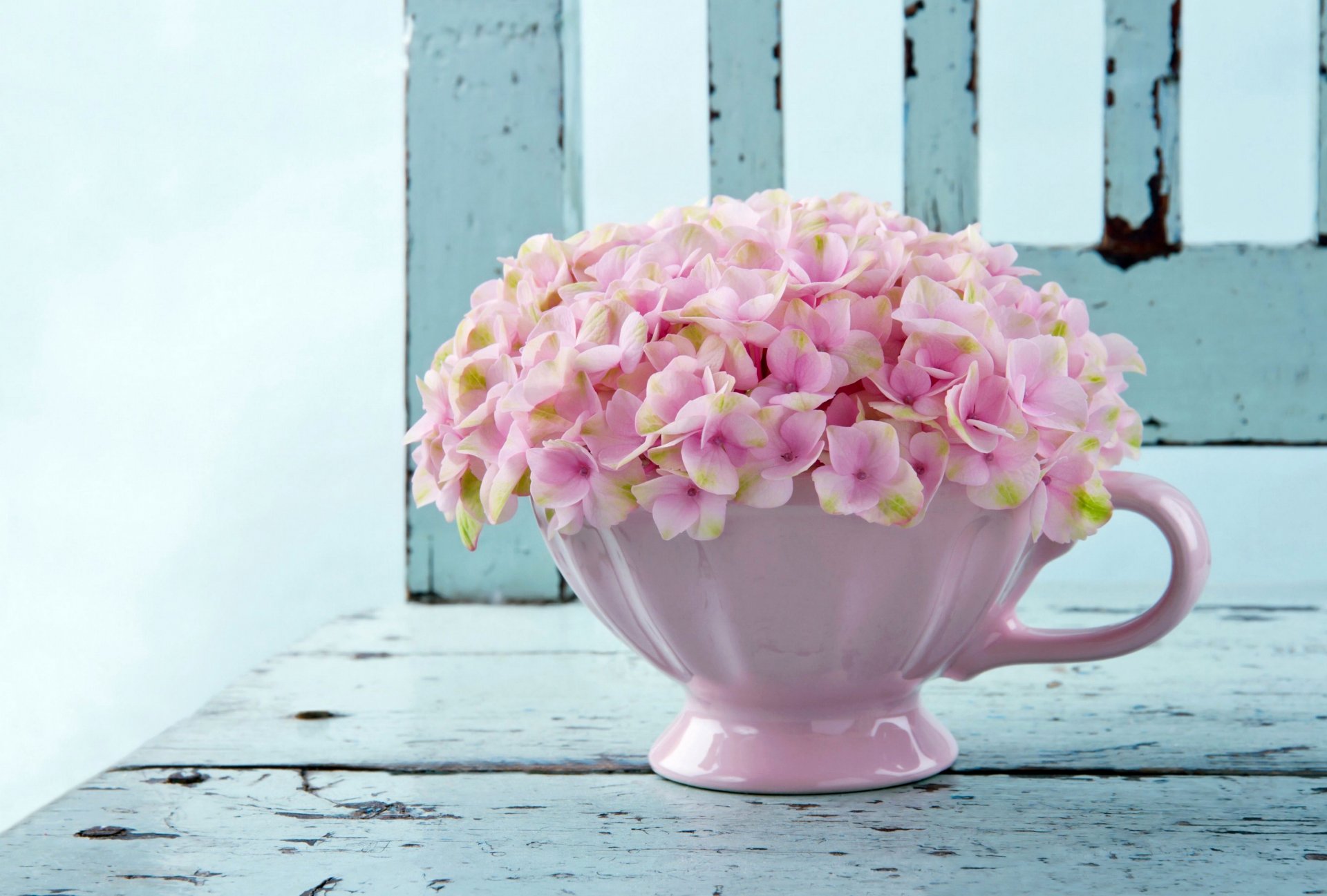 hydrangea pink cup flower photo