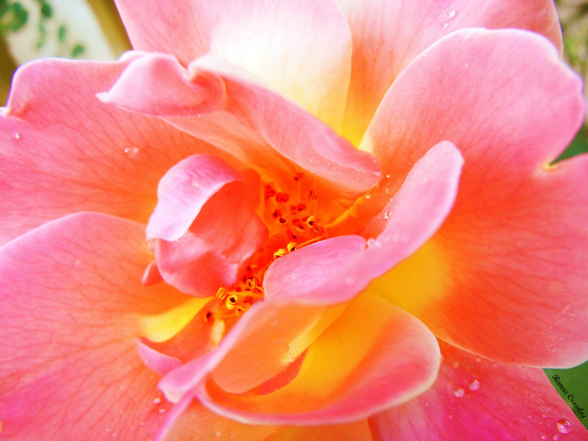 flower pink close up drops water summer