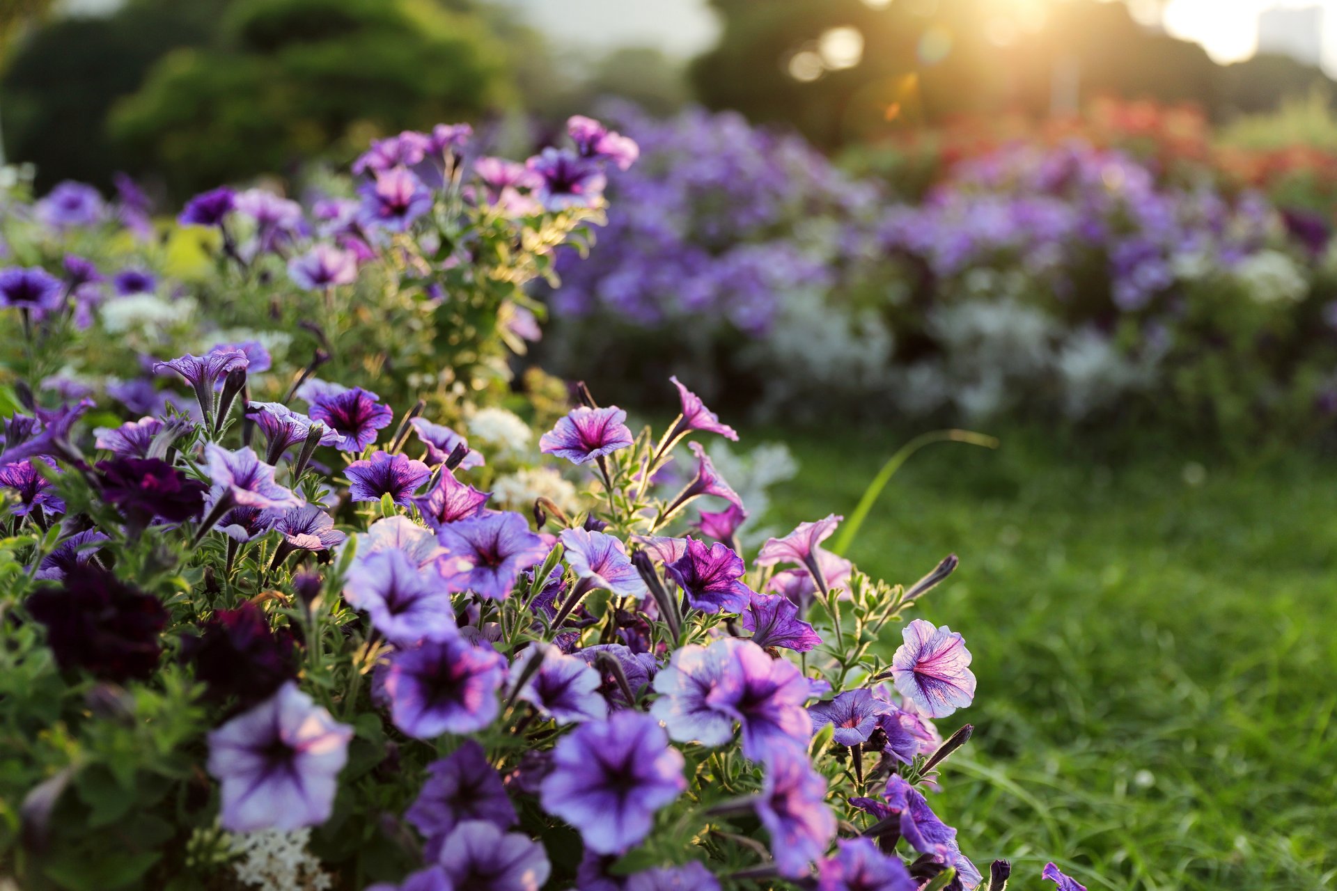 flower purple garden supplies light bokeh