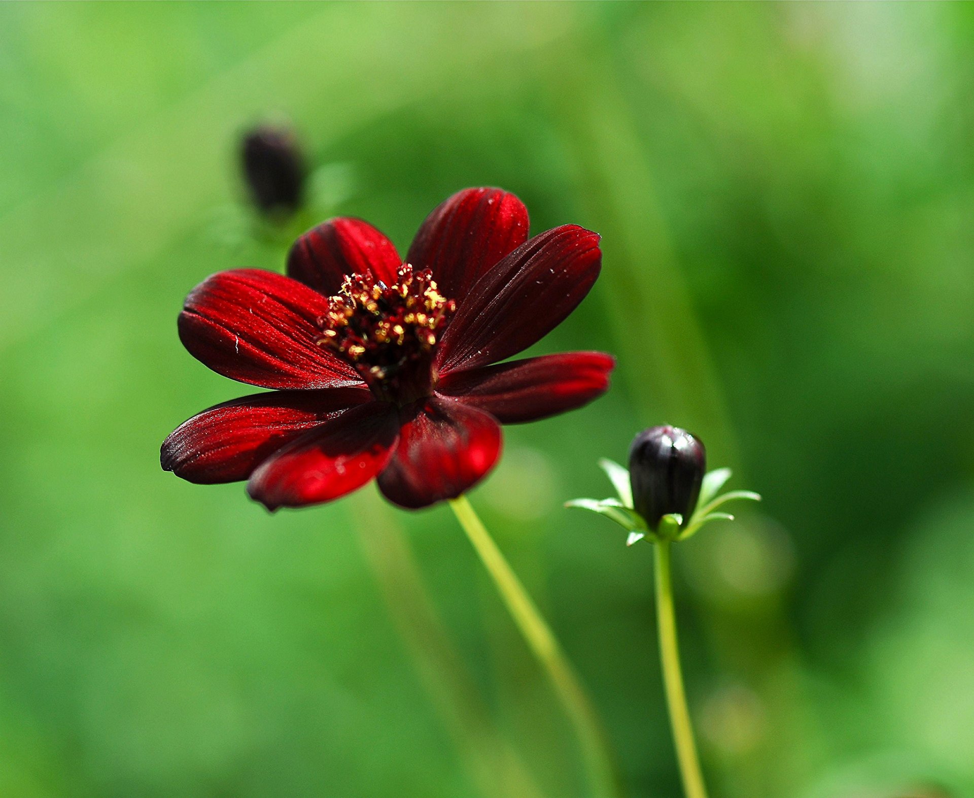 makro kwiat cosmea bordowy słoneczny bud