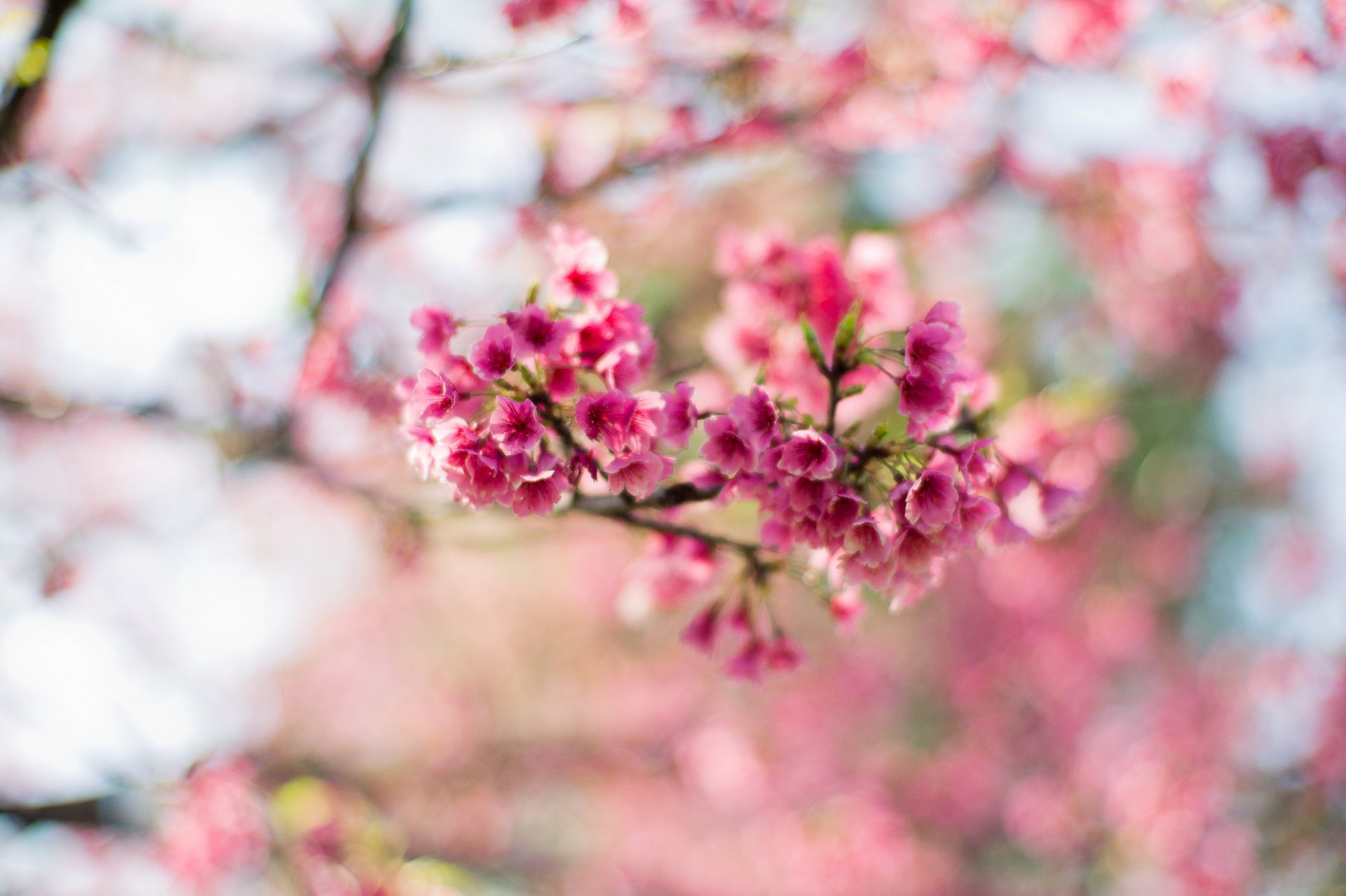 sakura fleurs rose floraison printemps arbre branches bokeh