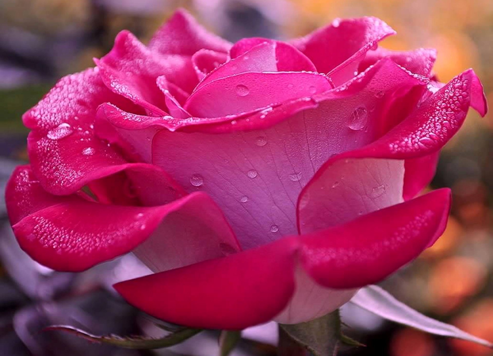 fiore rosa petali gocce rugiada acqua