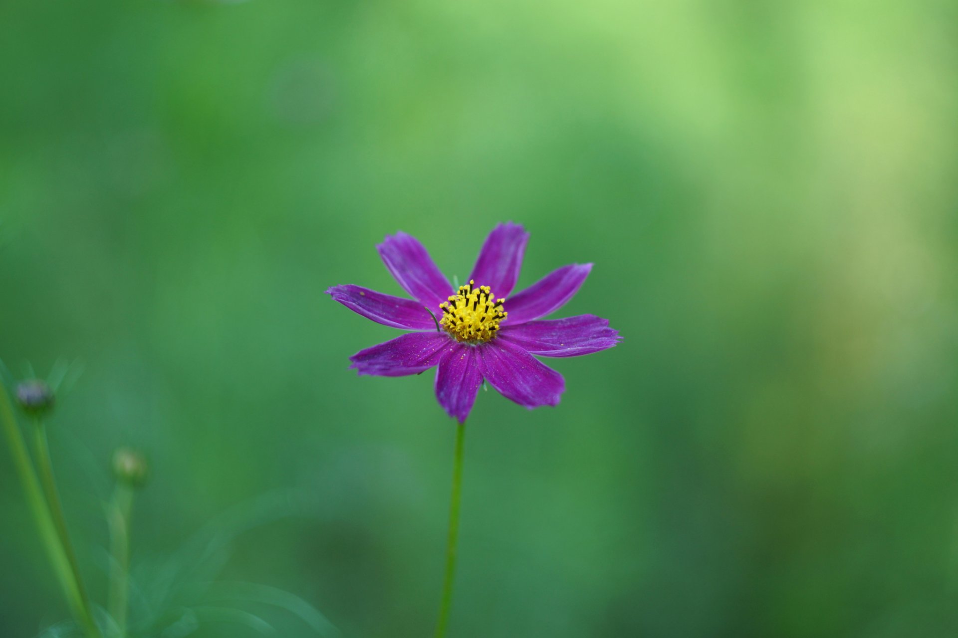 fiore cosmea viola sfondo