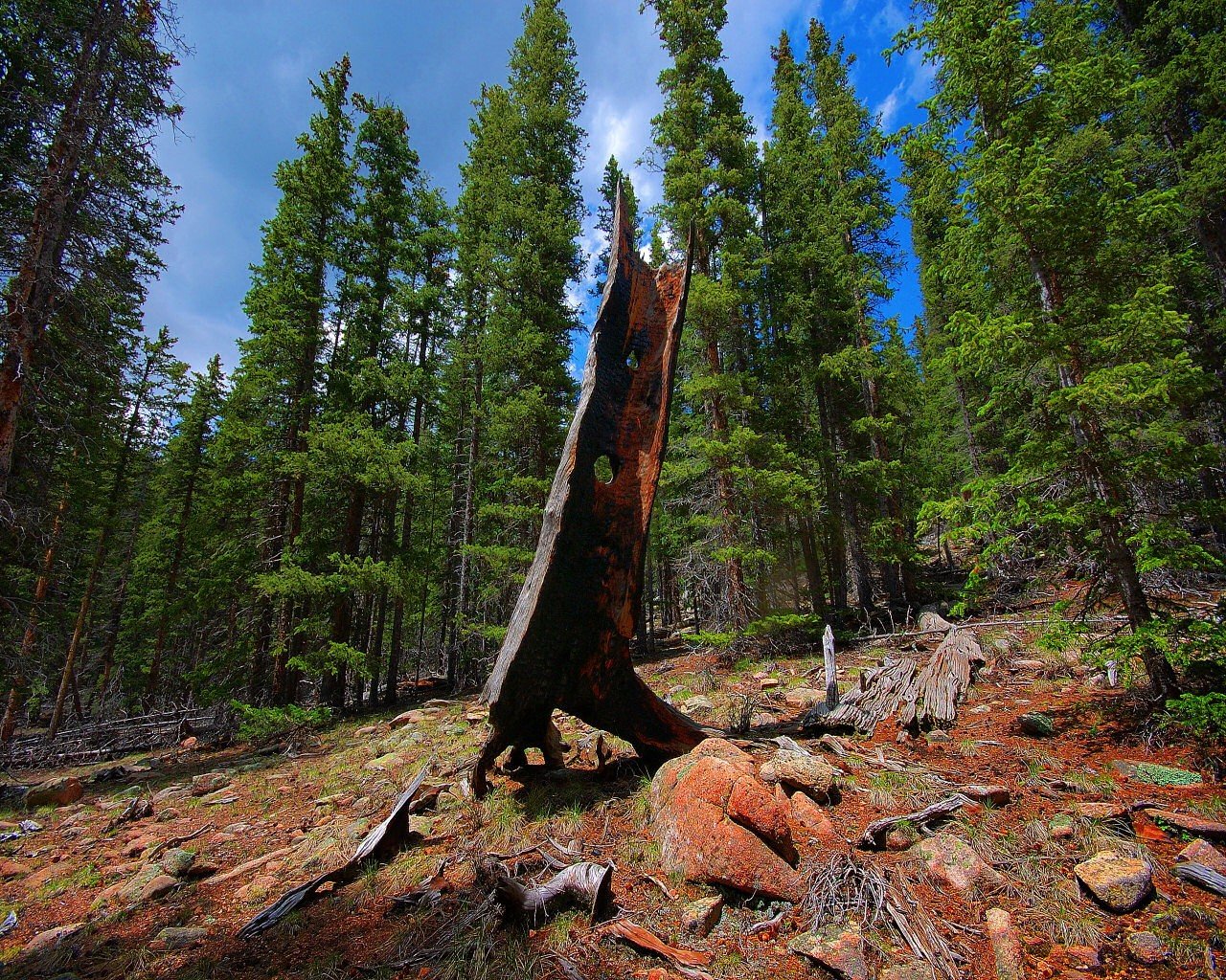 landschaft wald holz stein