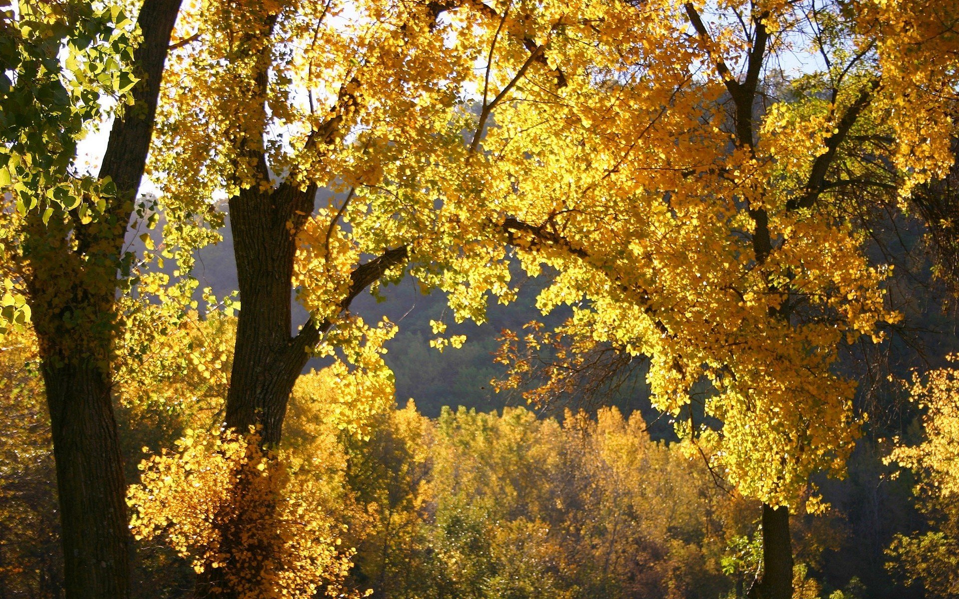 nature automne feuilles