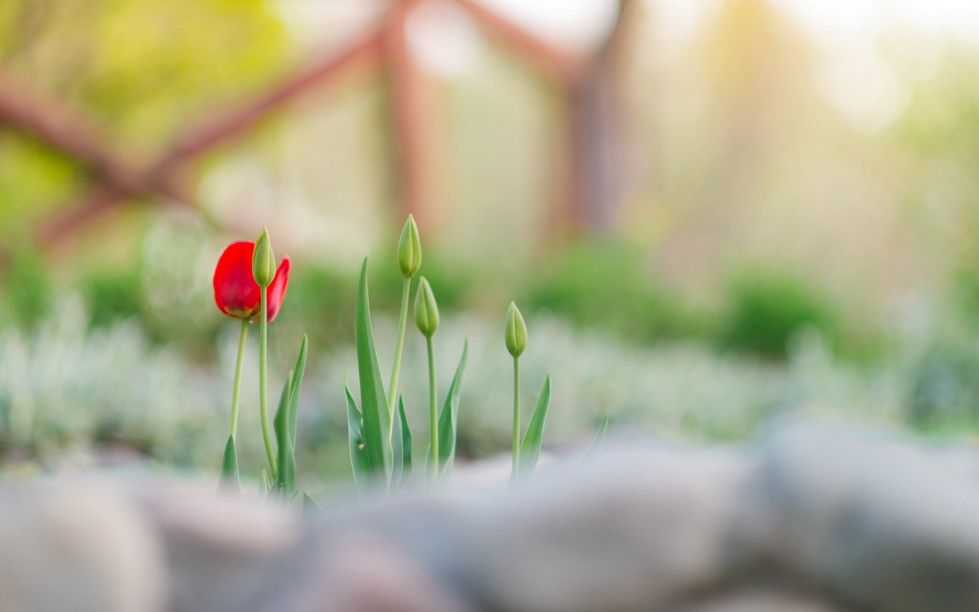 blumen blume blümchen tulpe grün stiele stiel unschärfe hintergrund