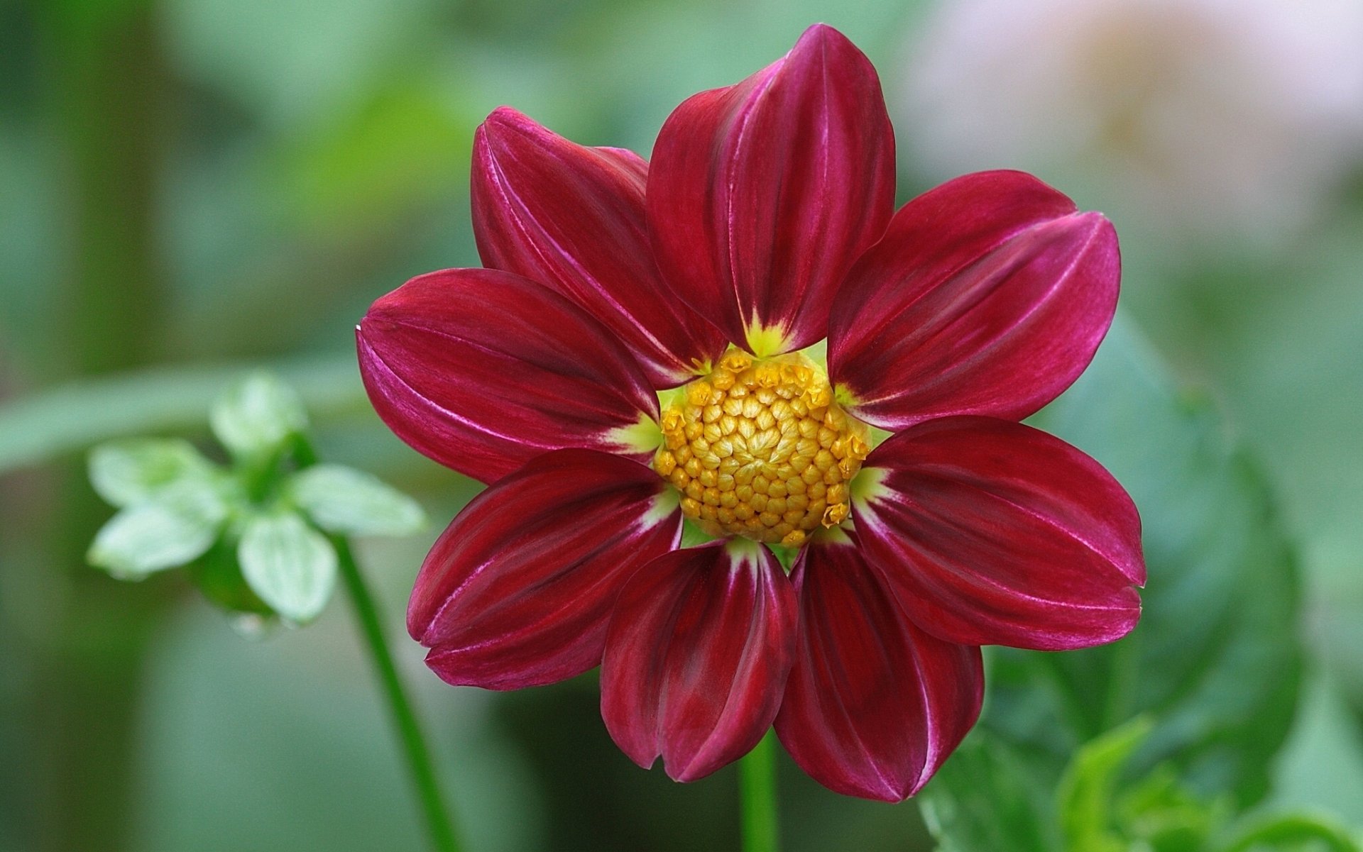 dahlia petals close up