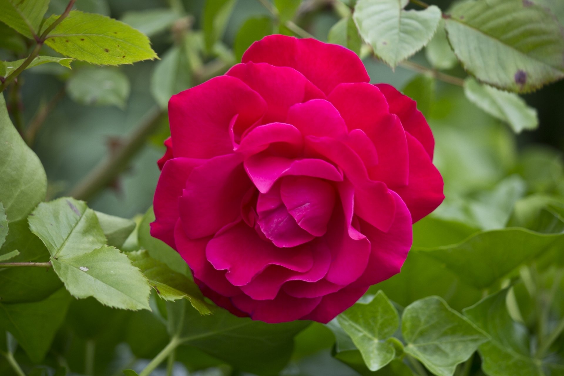 rose feuilles gros plan