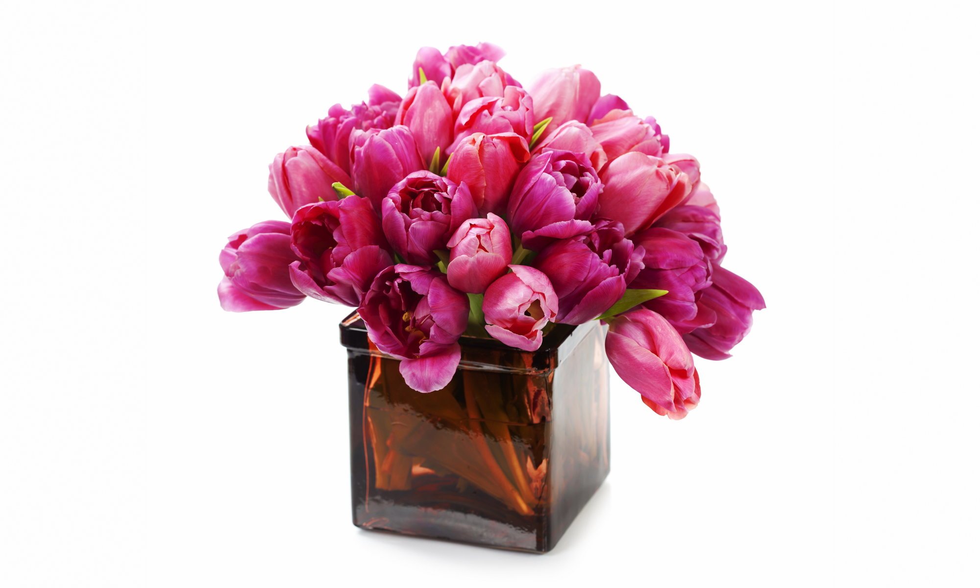 lila frisch tulpen blumen blumenstrauß vase