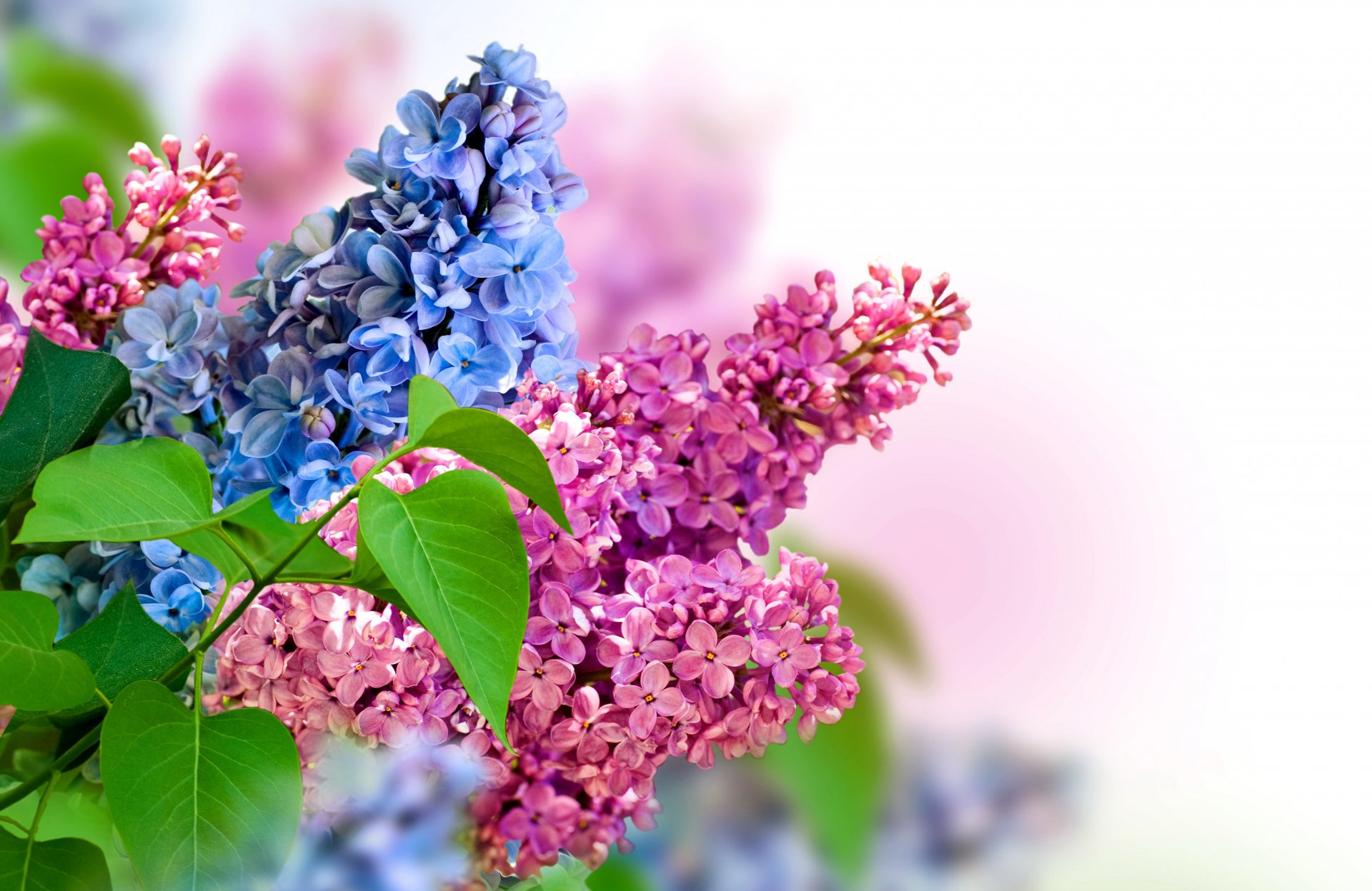 lilas inflorescence printemps nature