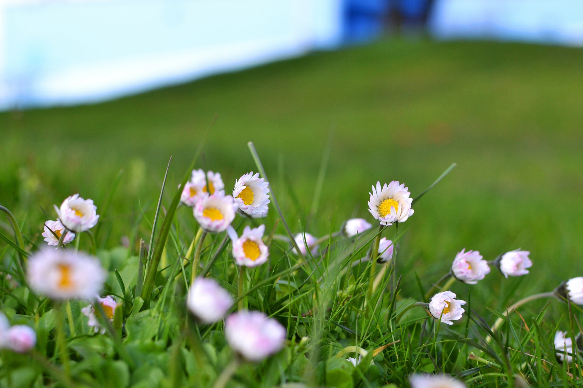 the field grass flower white-pink