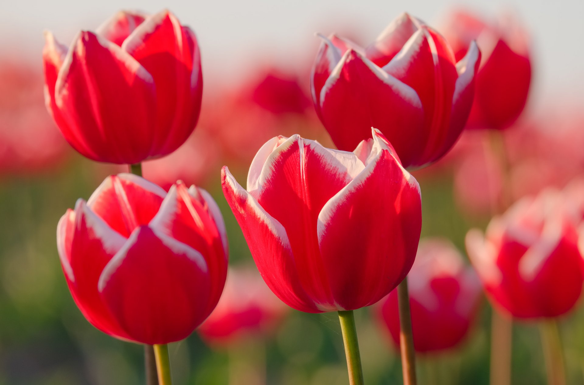 tulipes pétales prairie jardin gros plan