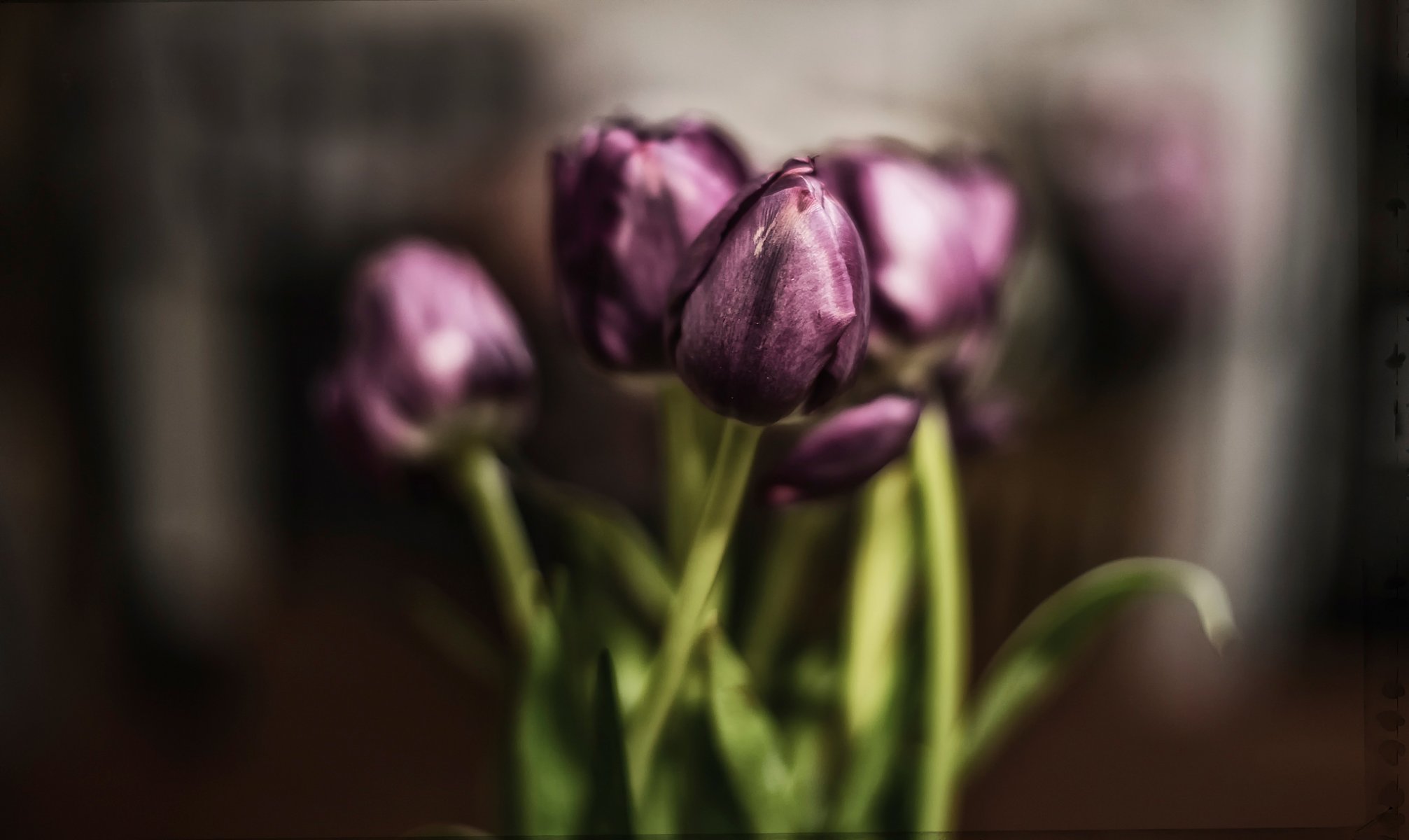 tulips bouquet background