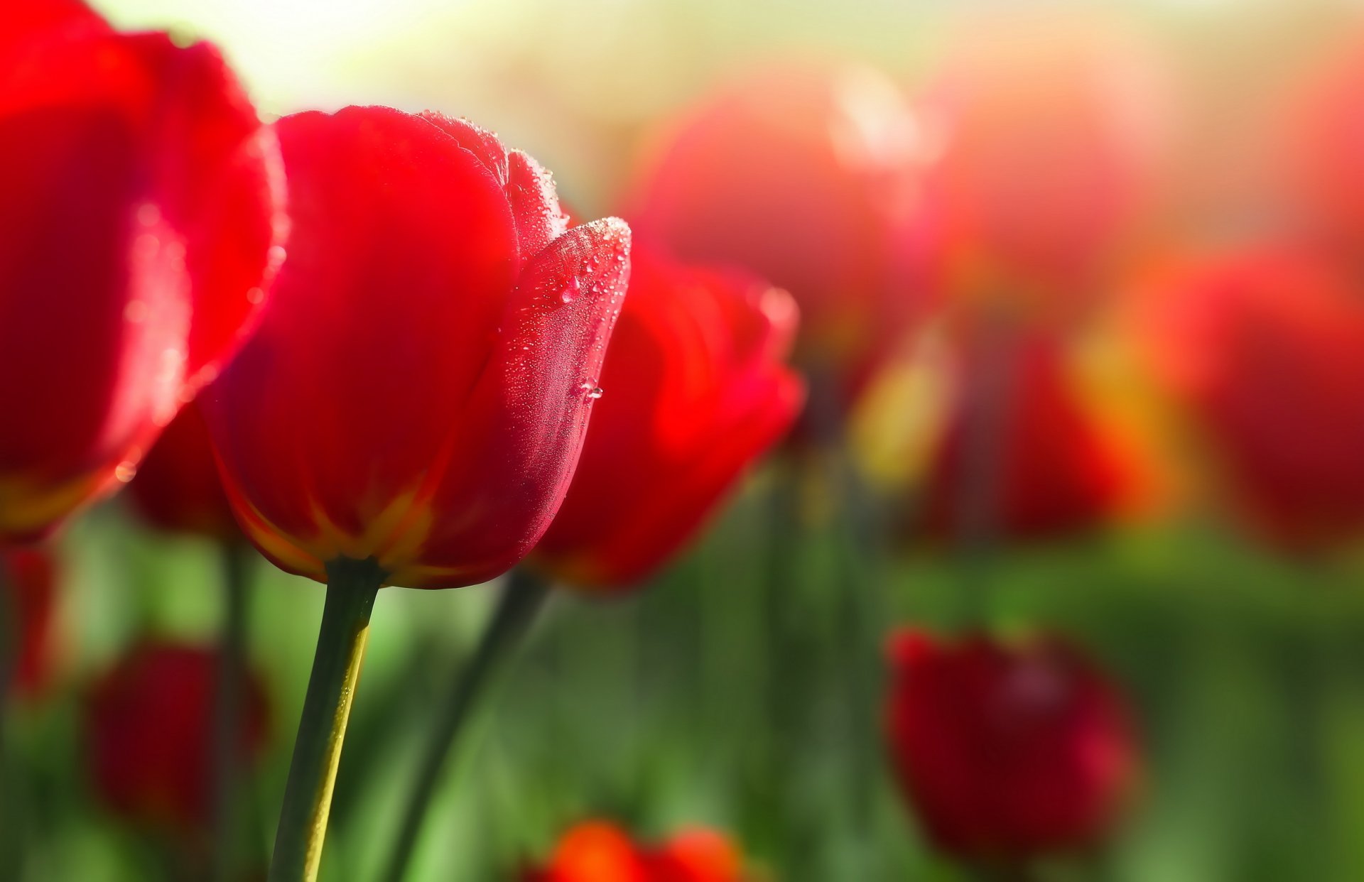 flower tulips close up