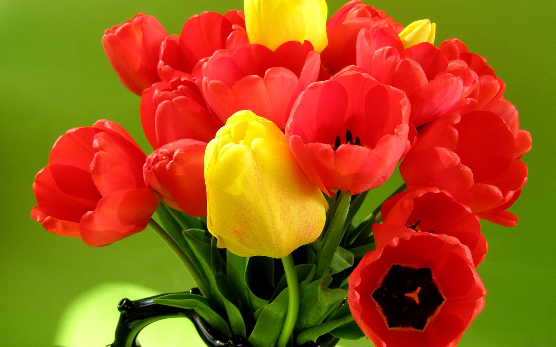 tulipes pétales feuilles bouquet