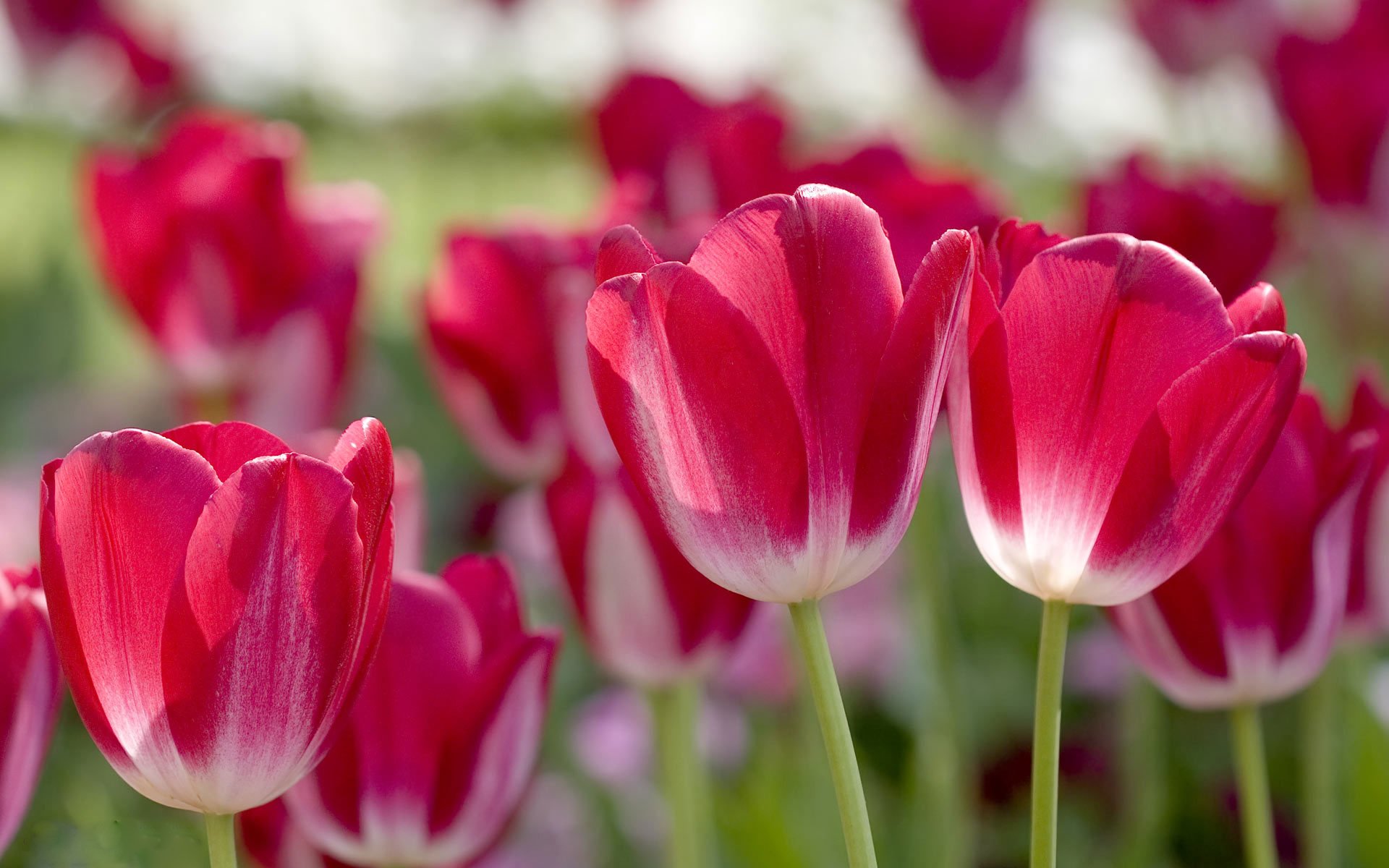 tulips petals pink blur