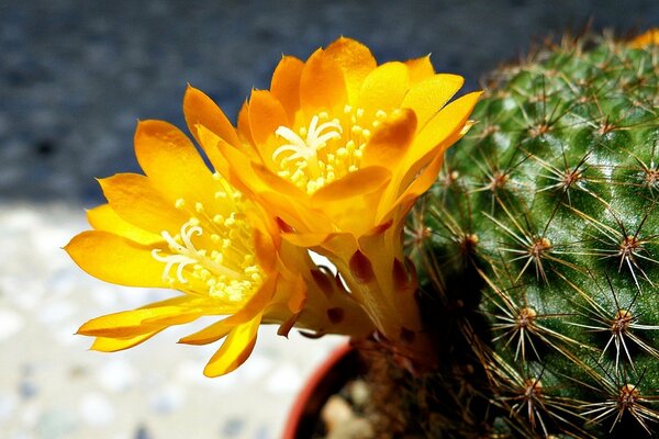 Las flores amarillas del cactus son como el sol al atardecer