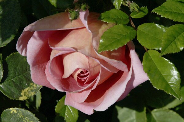 Bourgeon rose tendre dans les feuilles vertes