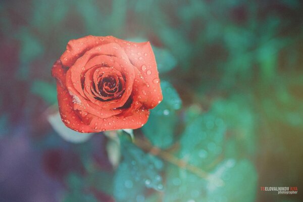 Il fiore è rosso. Carino e luminoso rosa, gocce d acqua