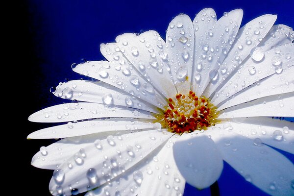 Chamomile close-up with water drops