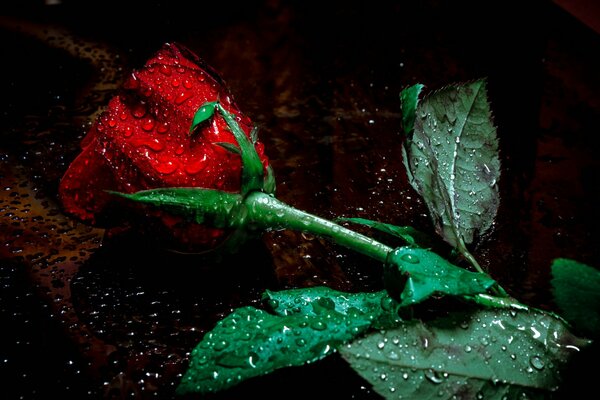 Red rose bud with water drops